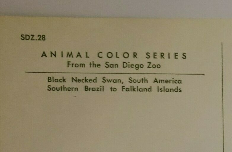 Vintage Postcard South American Black Necked Swan San Diego Zoo California