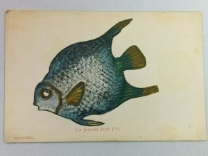 Vintage Postcard The Bermuda Angel Fish Blue