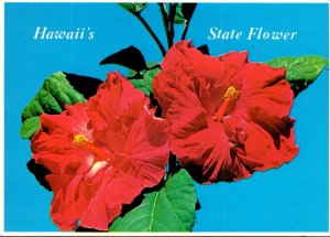 Hawaii State Flower The Red Hibiscus