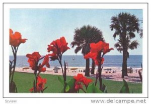 Cannas add a Beautiful touch to the lawn of the Pavilion at Myrtle Beach, Sou...