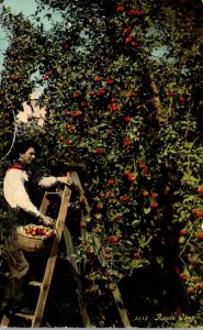 Harvesting An Apple Crop In The Northwest