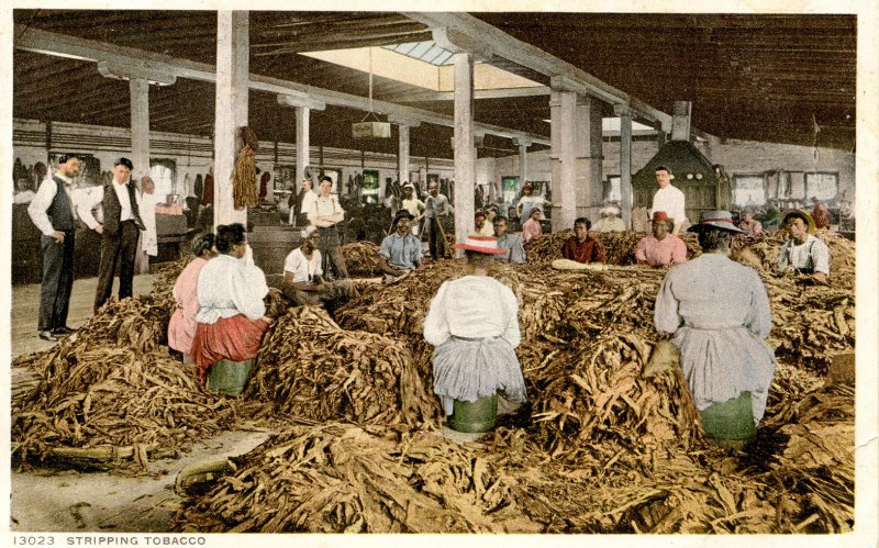 Stripping Tobacco