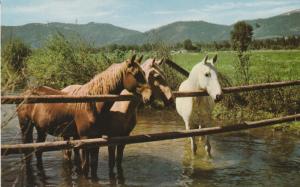 Three Horses Postcard Chrome Western Scenic