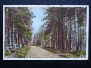 Sussex A View in ASHDOWN FOREST c1950s Postcard by F. Frith & Co.