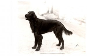 Dog  , Irish Setter