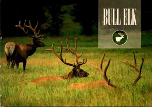 Bull Elk In Velvet