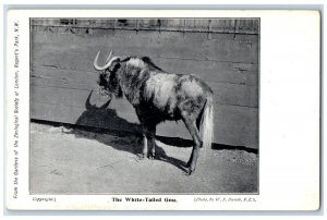c1920 White Tailed Gnu Garden Zoological Society London Vintage Antique Postcard