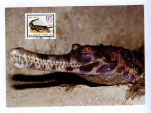 420108 GDR 1985 False gharial Tomistoma schlegeli crocodile maximum card