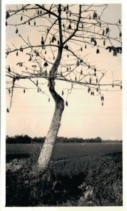 Indonesia Landscape RPPC 06.40