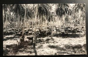 Mint American Western Samoa Real Picture Postcard RPPC Cows At The Island