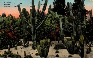 Florida A Cactus Garden 1916