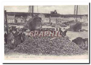 Cancale Postcard Old Sorting oysters (reproduction)