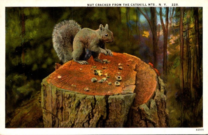 Squirrel Nut Cracker From The Catskill Mountains New York Curteich