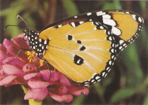 Butterfly Nice modern postcard