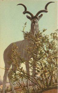 Postcard Kruger National Park South Africa Wild Animals Kudu Dick Wolfe Photo