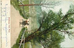 MA, Middlesex Fells, Massachusetts, Horse and Buggy, New England News No. 5211