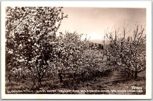 1951 Blossom Time Hoo River Valley Mount Dams Washington RPPC Posted Postcard