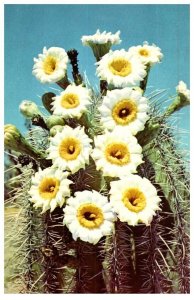 Saguaro Blossoms State Flower Of Arizona Cactus Postcard