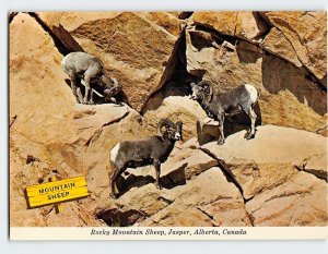 Postcard Rocky Mountain Sheep, Jasper, Canada