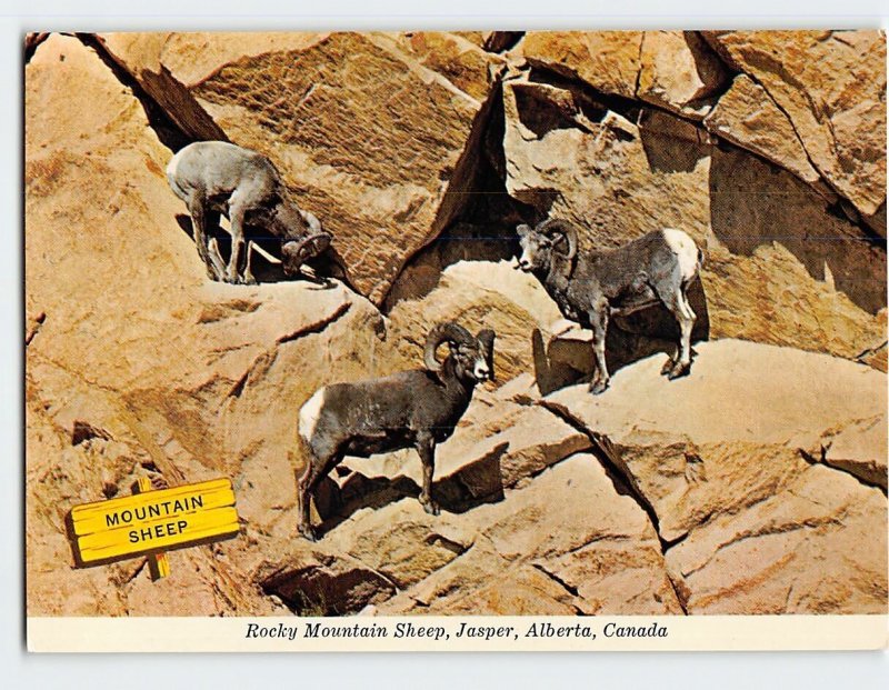 Postcard Rocky Mountain Sheep, Jasper, Canada