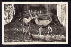 Twin Bucks,Sequoia National Park,CA