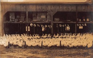 J85/ Angola New York RPPC Postcard c1910 Connors Duck Pond Herd  388