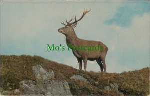 Animals Postcard - Wild Herds of Red Deer in The British Isles Ref.RS31980