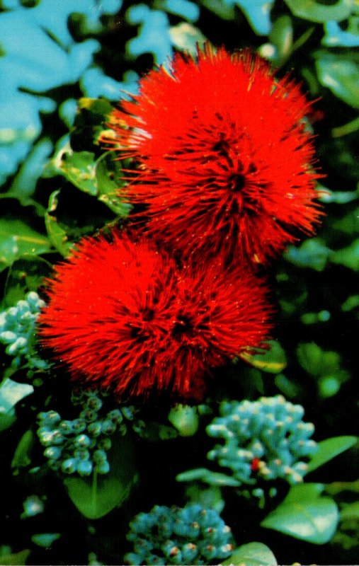 Hawaii Big Island Flowers Scarlet Ohia Lehua