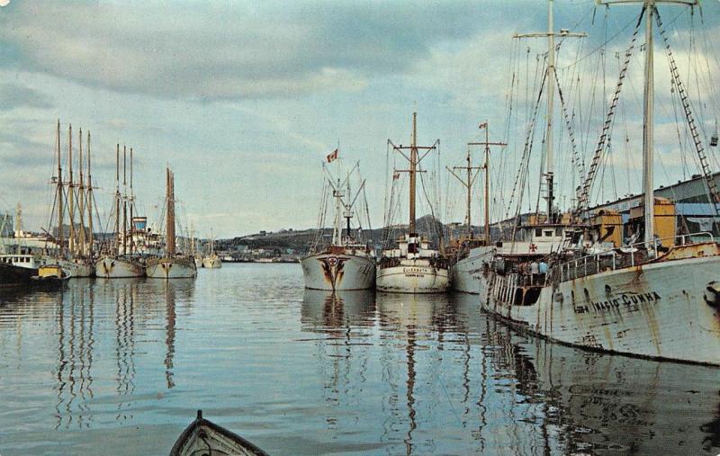 ST JOHN'S, NF Canada  PORTUGUESE WHITE FLEET SHIPS in HARBOR  Chrome Postcard