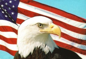 The Iconic Bald Eagle & American Flag United States of America Vintage Postcard