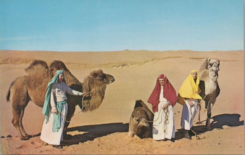 Postcard Camels Sand Dunes Little Sahara State Recreation Area Waynoka OK