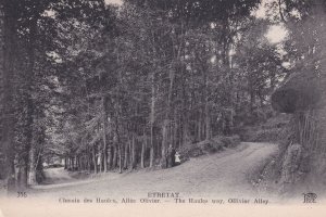 Etretat Chemin Des Haules Allee Olivier Old French Postcard