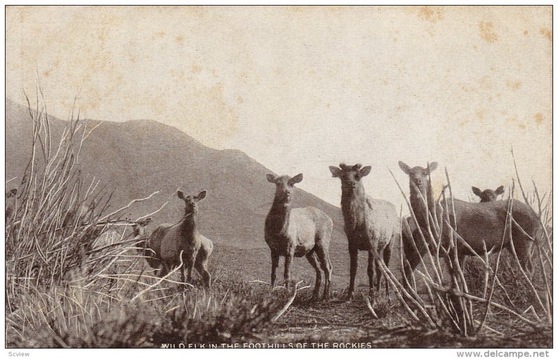 Wild Elk in the Foothills of the Rockies, 00-10s