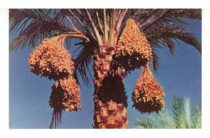 AZ - Arizona Date Clusters