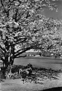 BR18711 Landscape Italy arbre tree