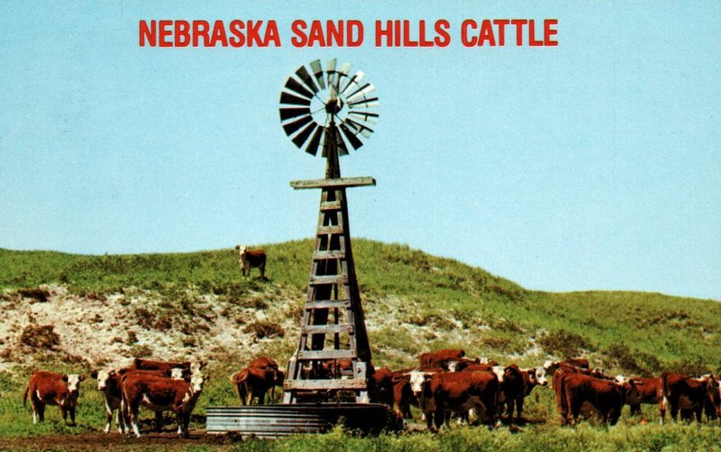 Nebraska Sand Hills Cattle