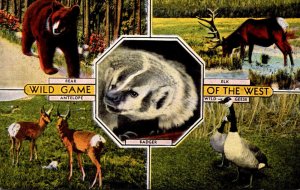 Wild Game Of The West Bear Elk Antelope and Wild Geese