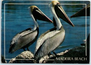 M-11403 Florida Brown Pelicans in Madeira Beach