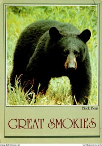 Smokie Mountains National Park Black Bear 1983