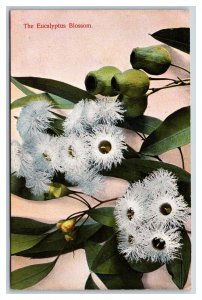 Eucalyptus Blossom Flower UNP Unused M. Reider DB Postcard M17