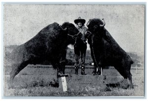 The American Bison Largest Native Animal Of North America Vintage Postcard