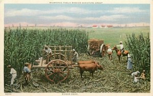 C-1910 Farm Agriculture Field Louisiana Detroit Publishing Phostint 20-2531
