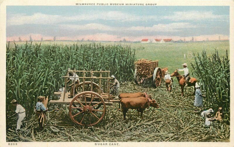 C-1910 Farm Agriculture Field Louisiana Detroit Publishing Phostint 20-2531