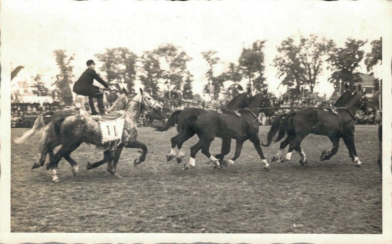 Hippique sport horses group horses competition RPPC 03.95