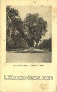 Washington Elm - Cambridge, Massachusetts MA Postcard