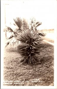 Vtg Texas TX Yucca Spanish Dagger Lower Rio Grande Valley RPPC Postcard