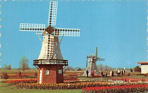 Veldheer's Tulip Gardens Every Year In May Holland MI 