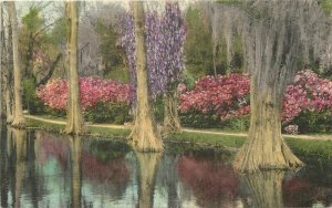 South Carolina Magnolia Gardens hand colored Albertype linen Postcard 22-8684