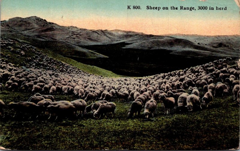 Sheep On The Range 3000 In The Herd 1914