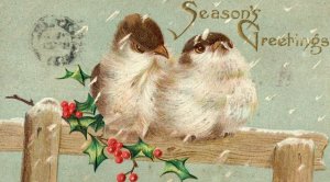 c.1910 Lovely Adorable Binos Holly Christmas P163